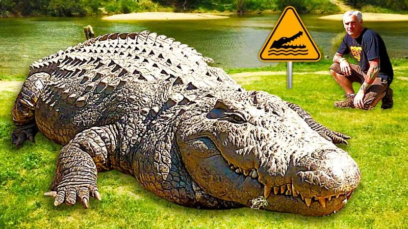 Mơ thấy cá sấu khổng lồ