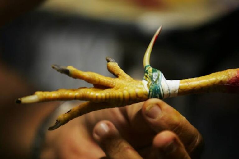 Cách Xả Cựa Cho Gà Đá Đúng Bài Bản Nhất