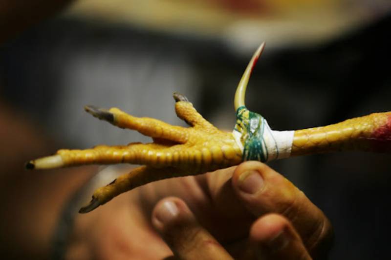 Cách Xả Cựa Cho Gà Đá Đúng Bài Bản Nhất