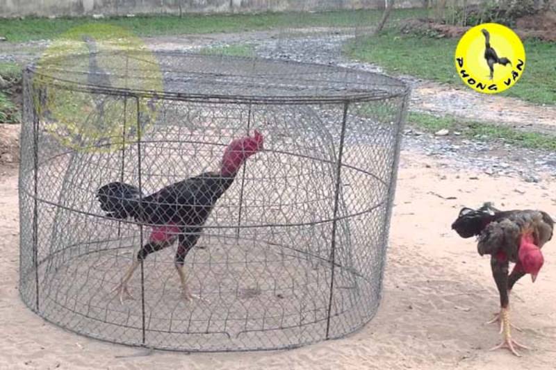 Cách tập luyện nâng cao sức mạnh chân cho gà đá