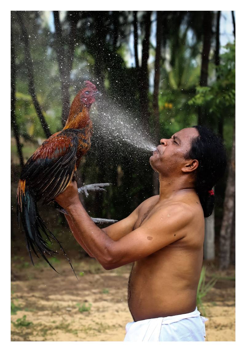 Chăm sóc gà sau khi đá xong