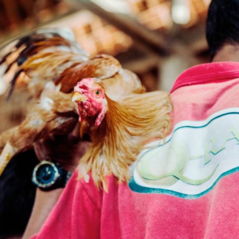 Che Do Dinh Duong Cho Ga Da Giup Ga Khoe Manh Nhat