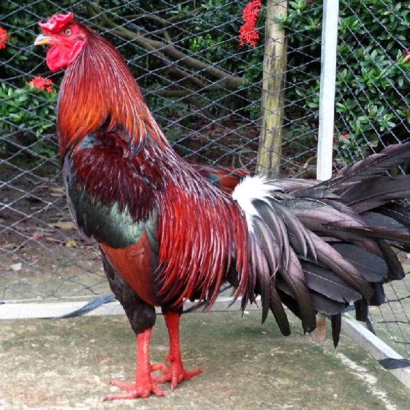 Chiến lược nuôi dưỡng gà đá cựa sắt