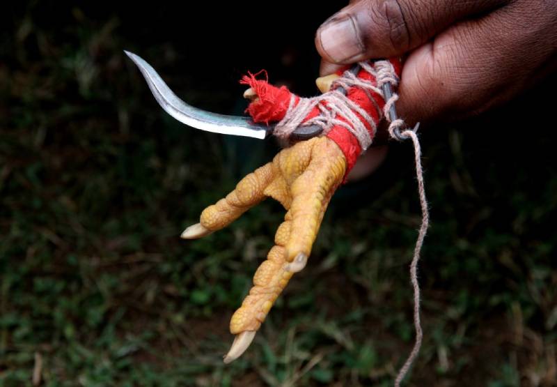 Chuẩn bị gì trước khi xả cựa cho gà đá