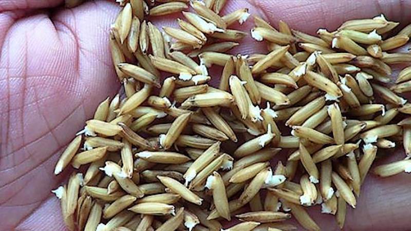 Dinh dưỡng cho gà đá khỏe và sung mãn