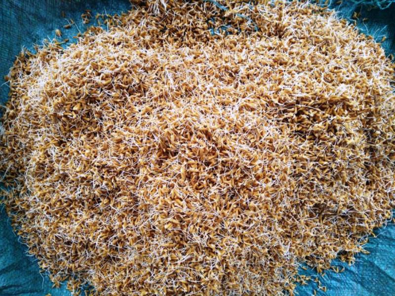 Dinh dưỡng hợp lý giúp gà đá khỏe và bền lực