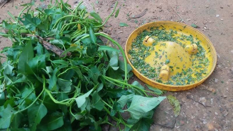 Dinh dưỡng quyết định thể lực chiến kê