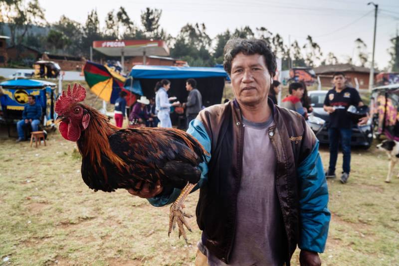 Lưu ý khi huấn luyện luyện gà chọi cần nhớ