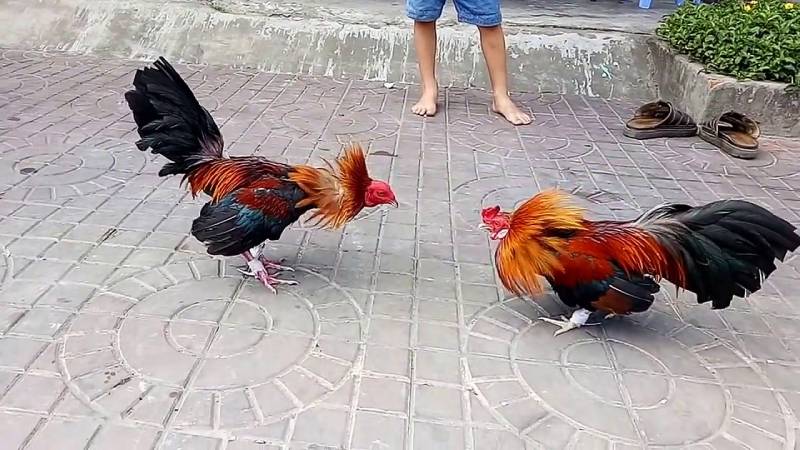 Những yếu tố quyết định thắng thua khi đá gà cựa sắt