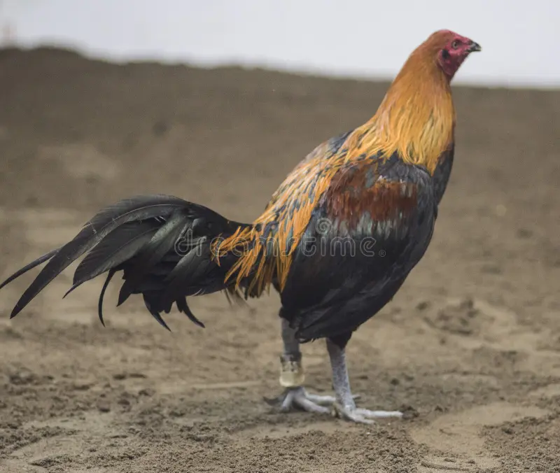 Phòng tránh hốc cho gà đá sau thi đấu