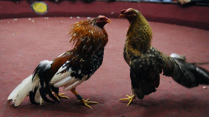 Tăng cơ bắp và sự dẻo dai