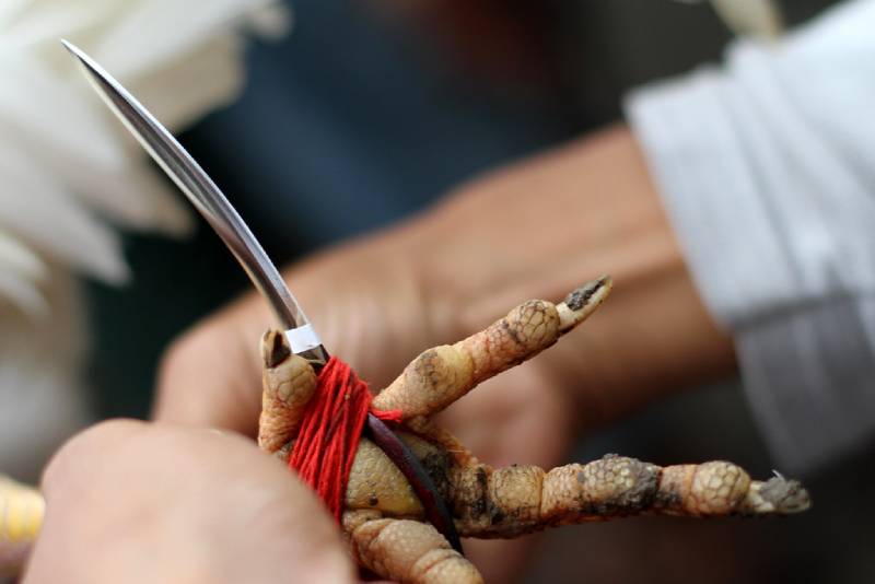 Vì sao xả cựa đúng kỹ thuật giúp gà đá dai sức hơn